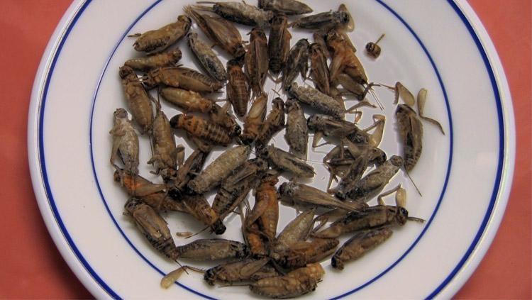 Five Reasons to Eat Insects