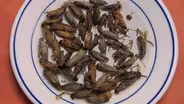 Five Reasons to Eat Insects