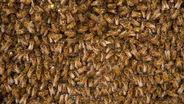 The Waggle Dance