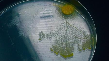 Video thumbnail: NOVA scienceNOW Slime Mold Smarts