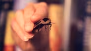 Cyborg Cockroaches