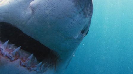 Video thumbnail: NOVA Why Sharks Attack Preview