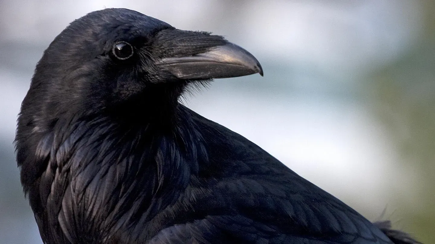Inside Animal Minds: Bird Genius