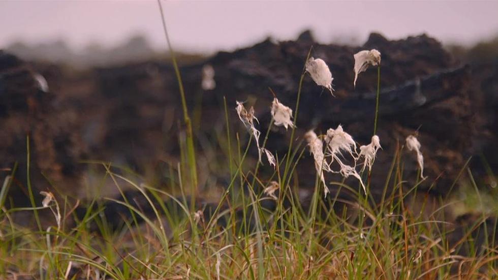 Nature's Time Capsules image