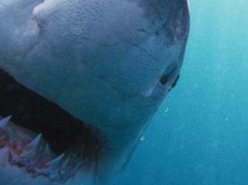 Why Sharks Attack