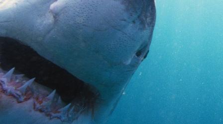 Video thumbnail: NOVA Why Sharks Attack