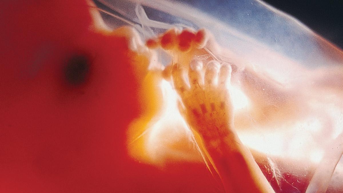 Life's Greatest Miracle NOVA THIRTEEN New York Public Media