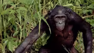 Can the Bonobo Get the Apple?