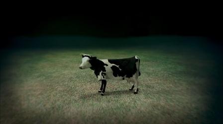 Video thumbnail: NOVA Flying Cow Intestines
