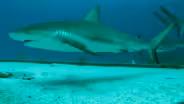 Kryptonite for Sharks