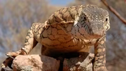 Lizard Kings