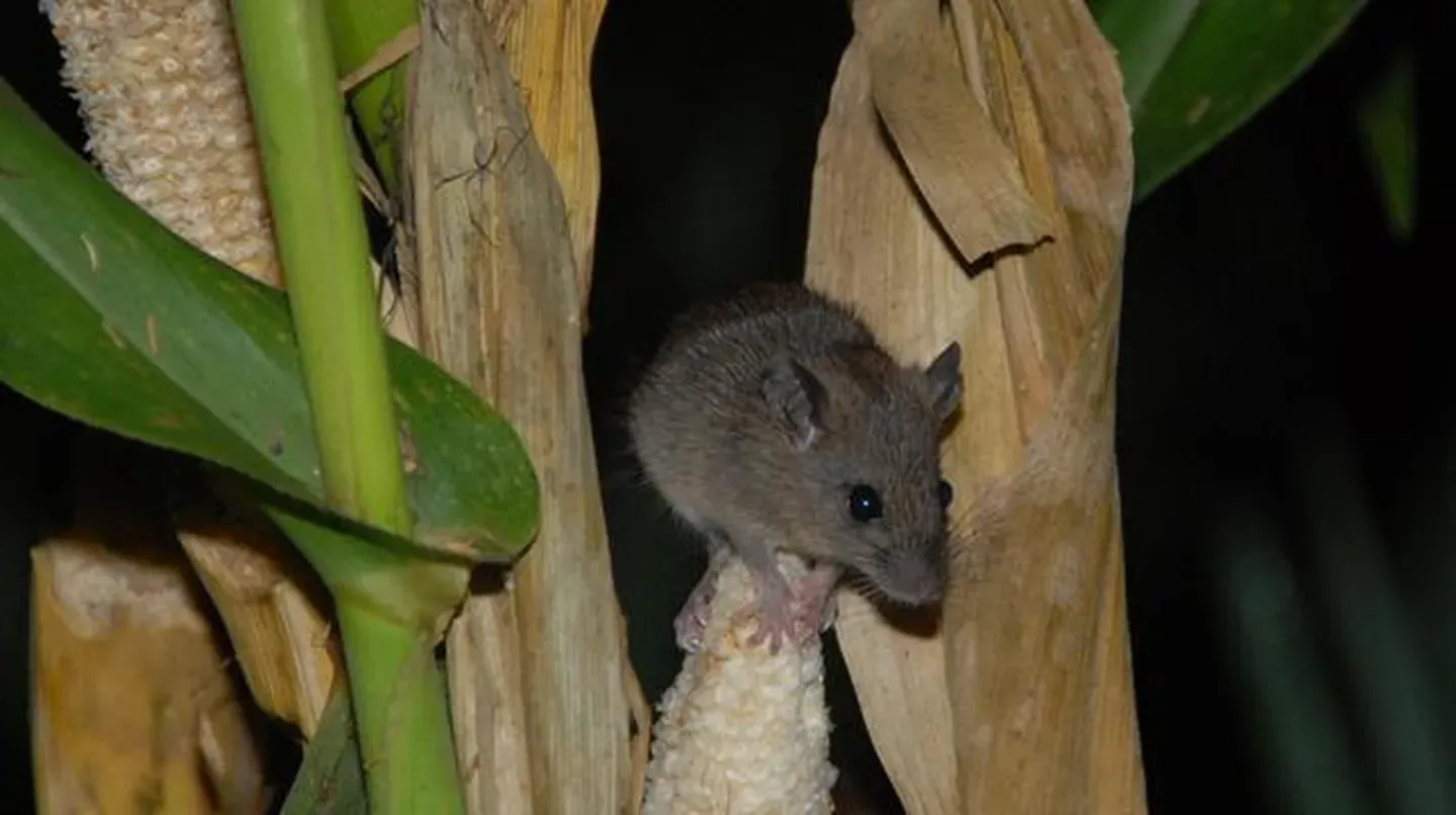 Rat Attack