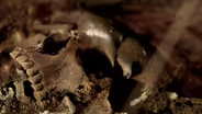 Autopsying a Roman Catacomb