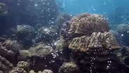 Lethal Seas