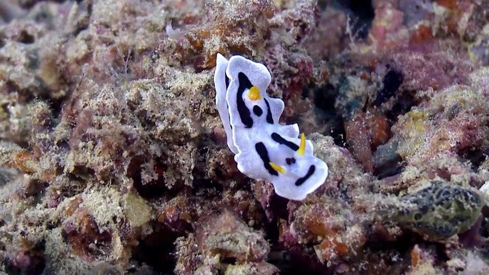 S42 Ep11: DNA-Testing Reef Diversity image
