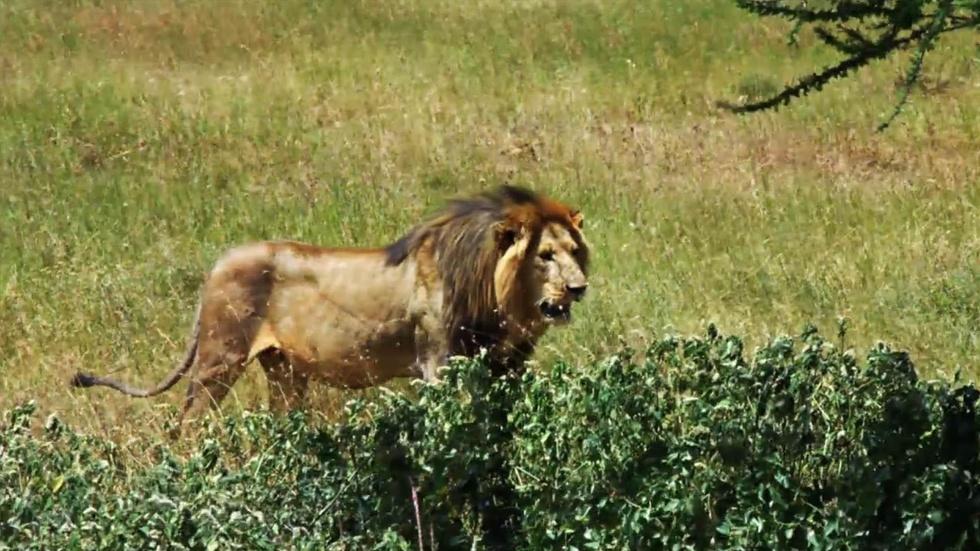 The Serengeti Lion Project image
