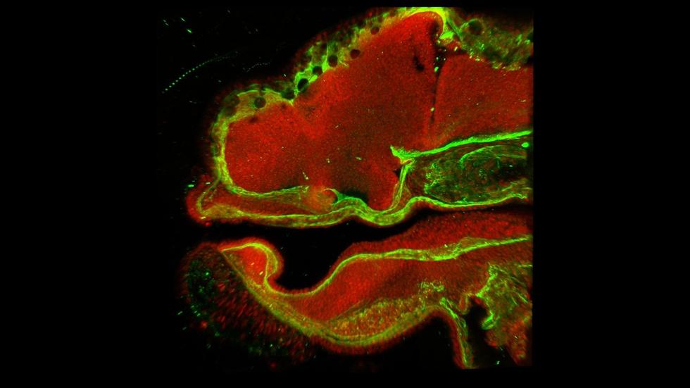 Where Your Face Comes From image