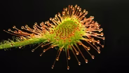 4 Deadly Carnivorous Plants
