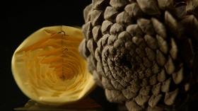 Video thumbnail: NOVA Our Origami World