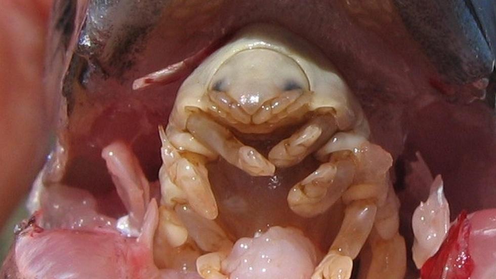 The Tongue-Eating Parasite image