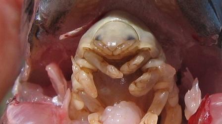 Video thumbnail: NOVA The Tongue-Eating Parasite