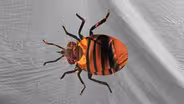 Bed Bug Sex