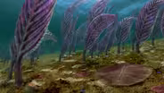 Australia's First 4 Billion Years: Life Explodes