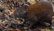 Australia's First 4 Billion Years: Strange Creatures