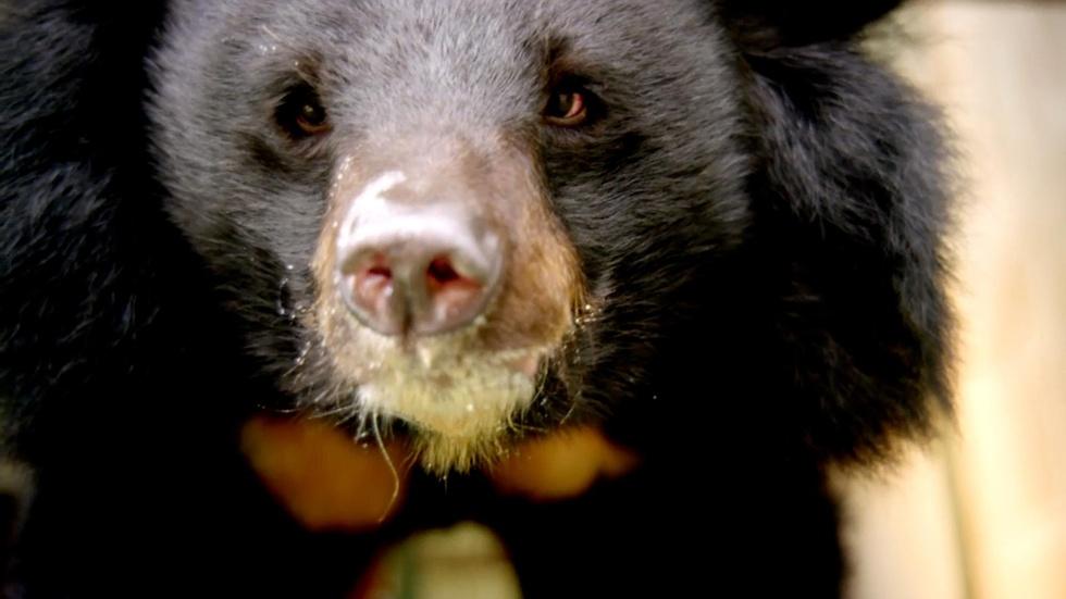 Moon Bear Brain Surgery image