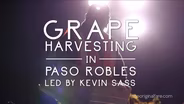 Grape Harvesting in Paso Robles