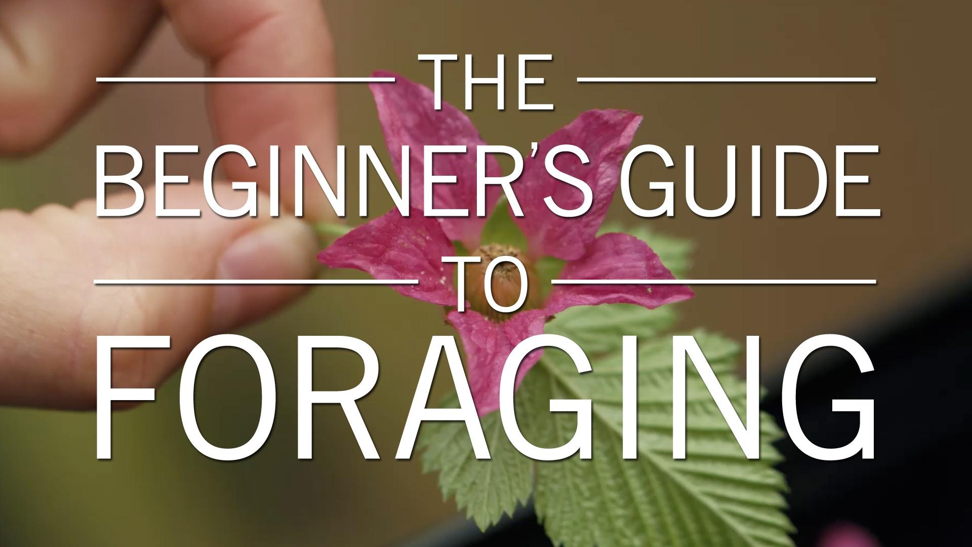 Original Fare | The Beginner's Guide To Foraging | Season 2 | Episode 3 ...