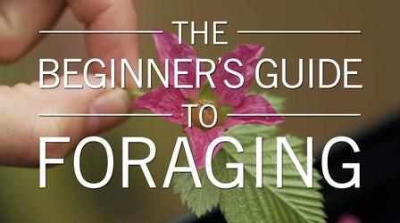 Video thumbnail: Original Fare The Beginner's Guide to Foraging