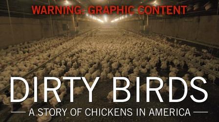 Video thumbnail: Original Fare Dirty Birds: A Story of Chickens in America