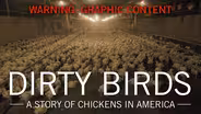 Dirty Birds: A Story of Chickens in America