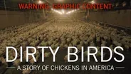 Dirty Birds: A Story of Chickens in America