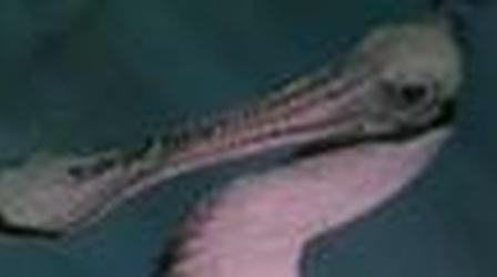 Video thumbnail: Our Vanishing Wilderness Will the Gater Glades Survive?