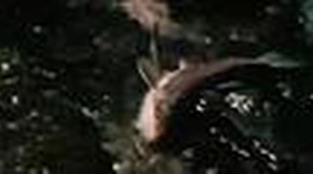 Video thumbnail: Our Vanishing Wilderness Slow Death of the Desert Water