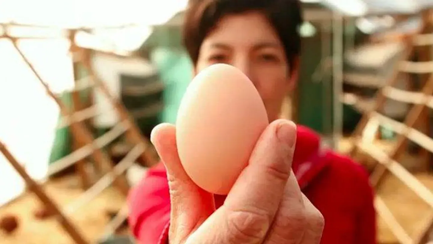 2013 Festival | The Story of an Egg