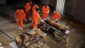 Video thumbnail: Inside Nature's Giants Episode 4 Preview | Big Cats