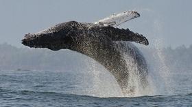 Video thumbnail: PBS Big Blue Live | New Approaches: Documentary