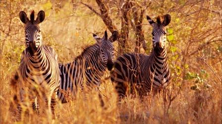 Video thumbnail: PBS Gorongosa | New Approaches: Documentary