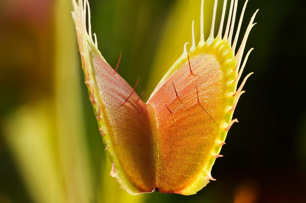 venus fly trap diagram labeled