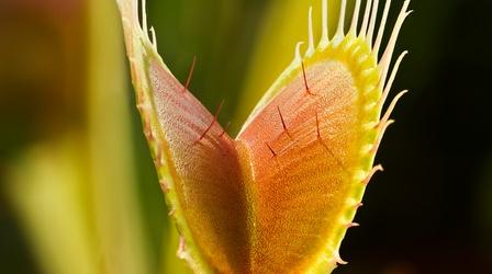 Video thumbnail: Plants Behaving Badly The Venus Flytrap