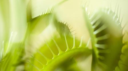 Video thumbnail: Plants Behaving Badly Murder & Mayhem