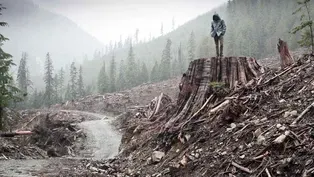 If a Tree Falls: A Story of the Earth Liberation Front...