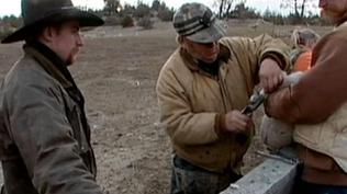 Docking and Castrating Lambs