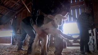Finding Mothers for Orphan Lambs