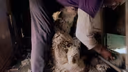 The Shearing of Sheep