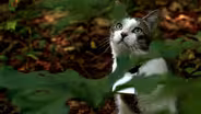 CatCam