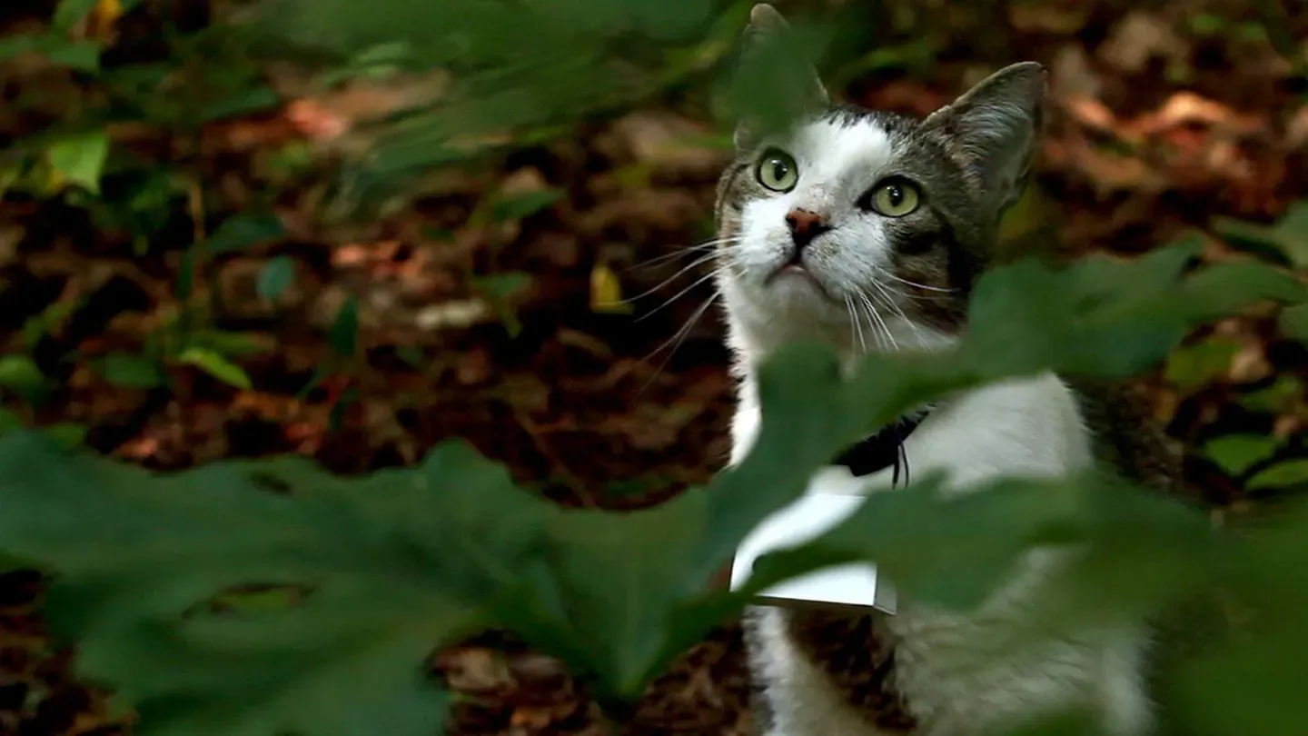 CatCam